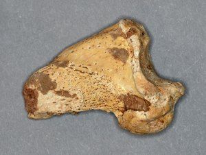 Krempelj jamskega medveda (Ursus spelaeus) 1